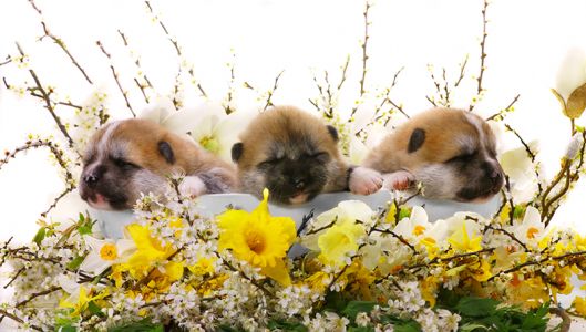 easterpuppies