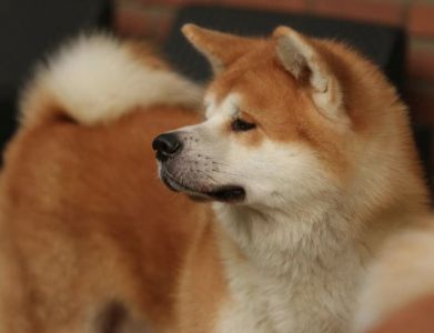 82158327 3143317249029867 6853823203668656128 n