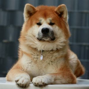 100808450 3461599210535001 6973764761024462848 n