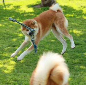 118631886 3730176000343986 5189110272328345412 n