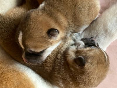 Photo 02.04.20  16 15 28