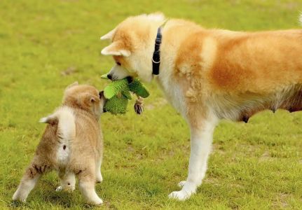 97748112 3430742823620640 161944099832725504 n