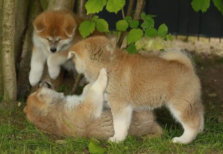 97748112 3430743283620594 4076115592459845632 n