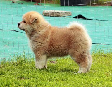 97993232 3426281037400152 4113423477984198656 o