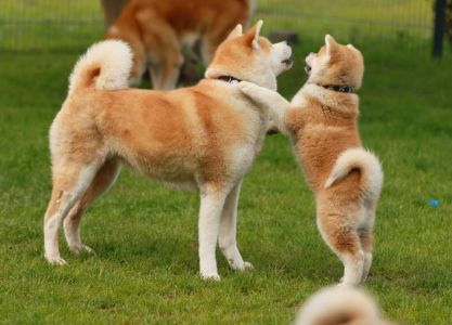 101830556 3478852365476352 6536766170962329600 n