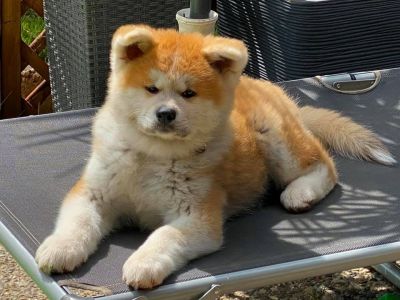 102412088 3485255271502728 5275511451238539330 n