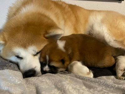 184554610 4462263380468574 5026262958194251478 n