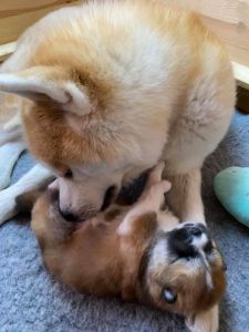 184668927 4462263217135257 3758163576788509181 n