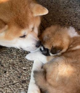 192725622 4526198650741713 6459474675972331336 n