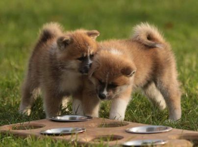 253792502 5021120087916231 8235758236201439226 n