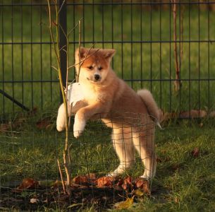 265558969 5133134883381417 6993861060129095715 n